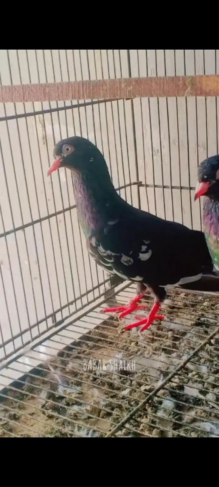 breeder pair for sale contact 03113107066 — photo 6