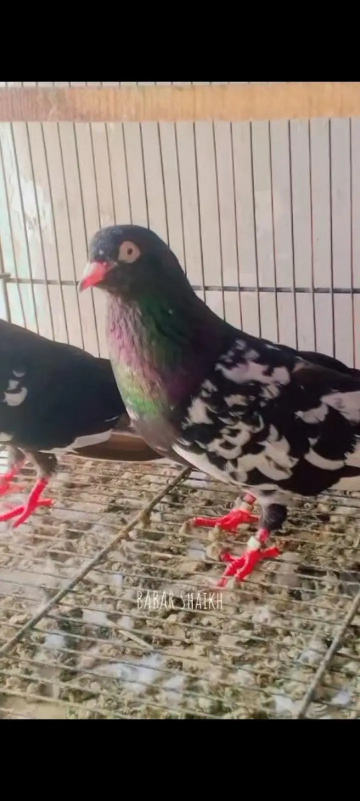 breeder pair for sale contact 03113107066 — photo 7