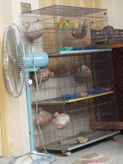 4 jora lovebird garnty ke saat best Quality total 9