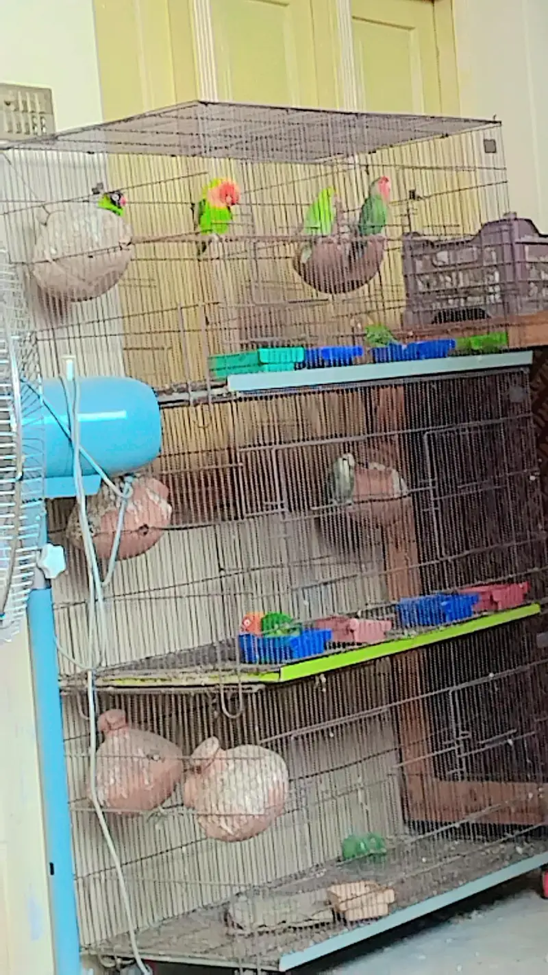 4 jora lovebird garnty ke saat best Quality total 9 — photo 2