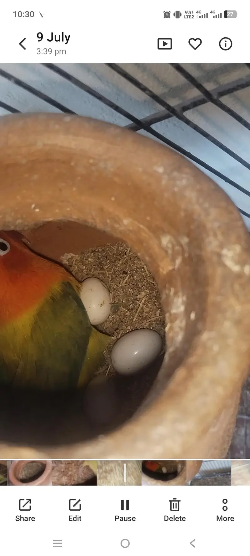 4 jora lovebird garnty ke saat best Quality total 9 — photo 3
