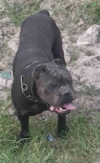 Champion Bloodline Blue Cane Corso -Mastiff, Personal Protection Bully
