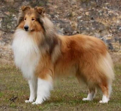 Imported rough collie pair available