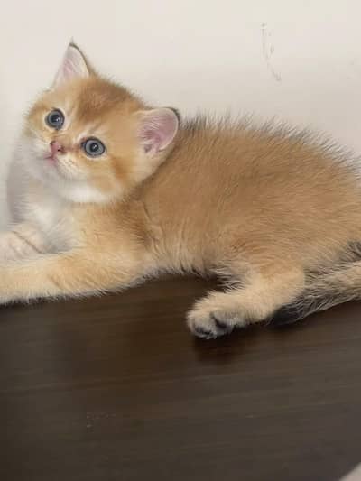 British short hair kittens available.