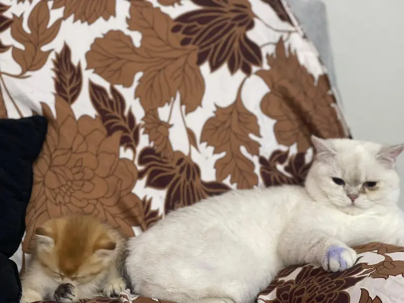 British short hair kittens available. — photo 2