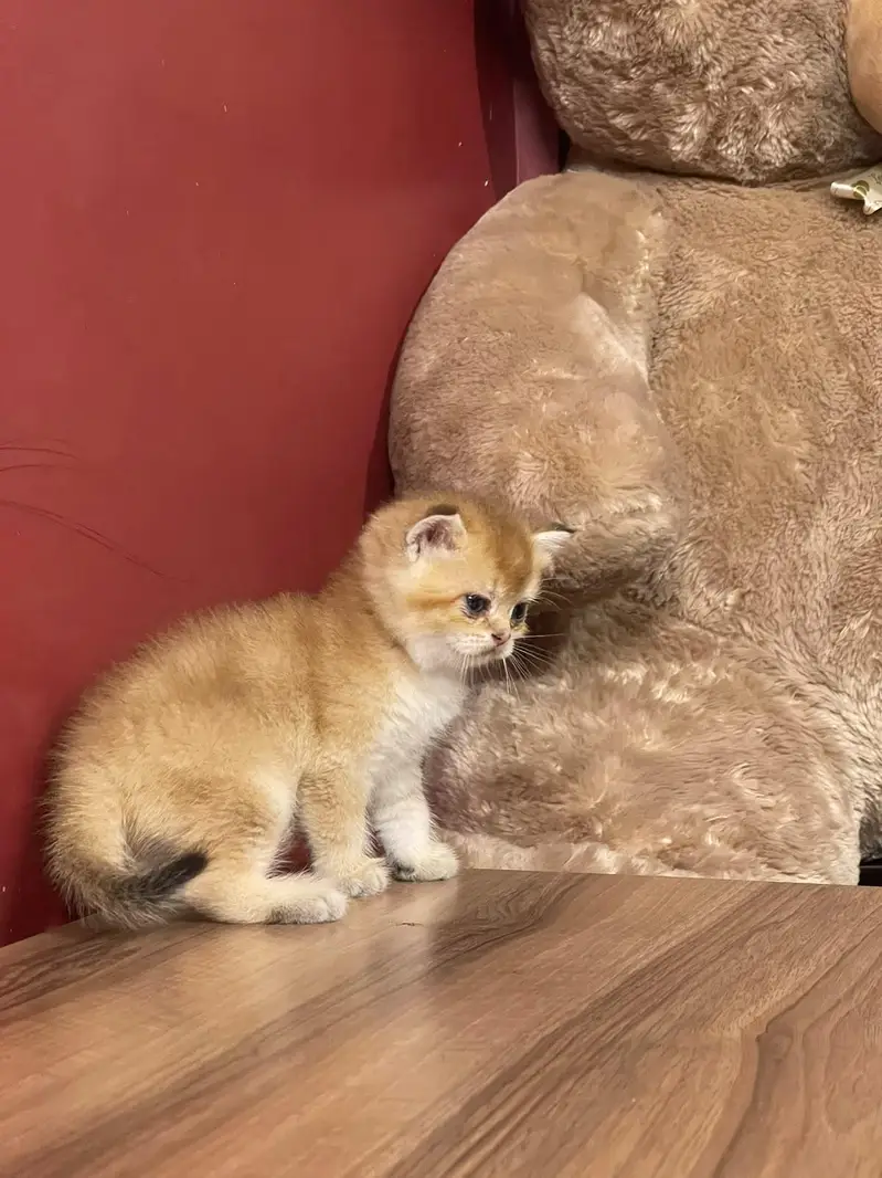 British short hair kittens available. — photo 3