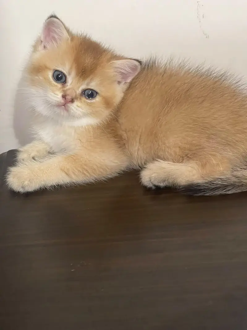 British short hair kittens available. — photo 4