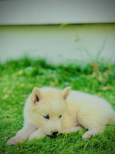 ALaskan husky