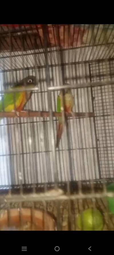 breed pair