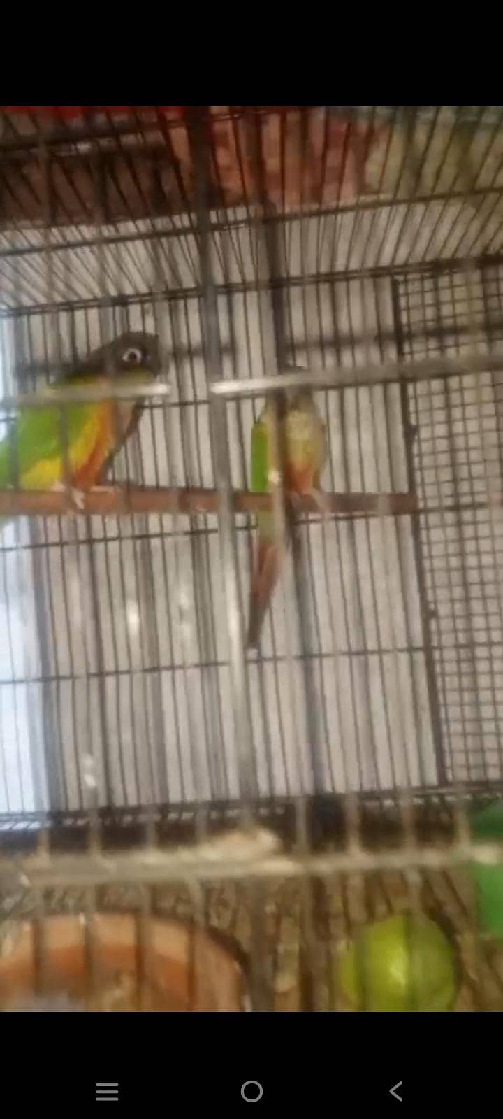 breed pair 0