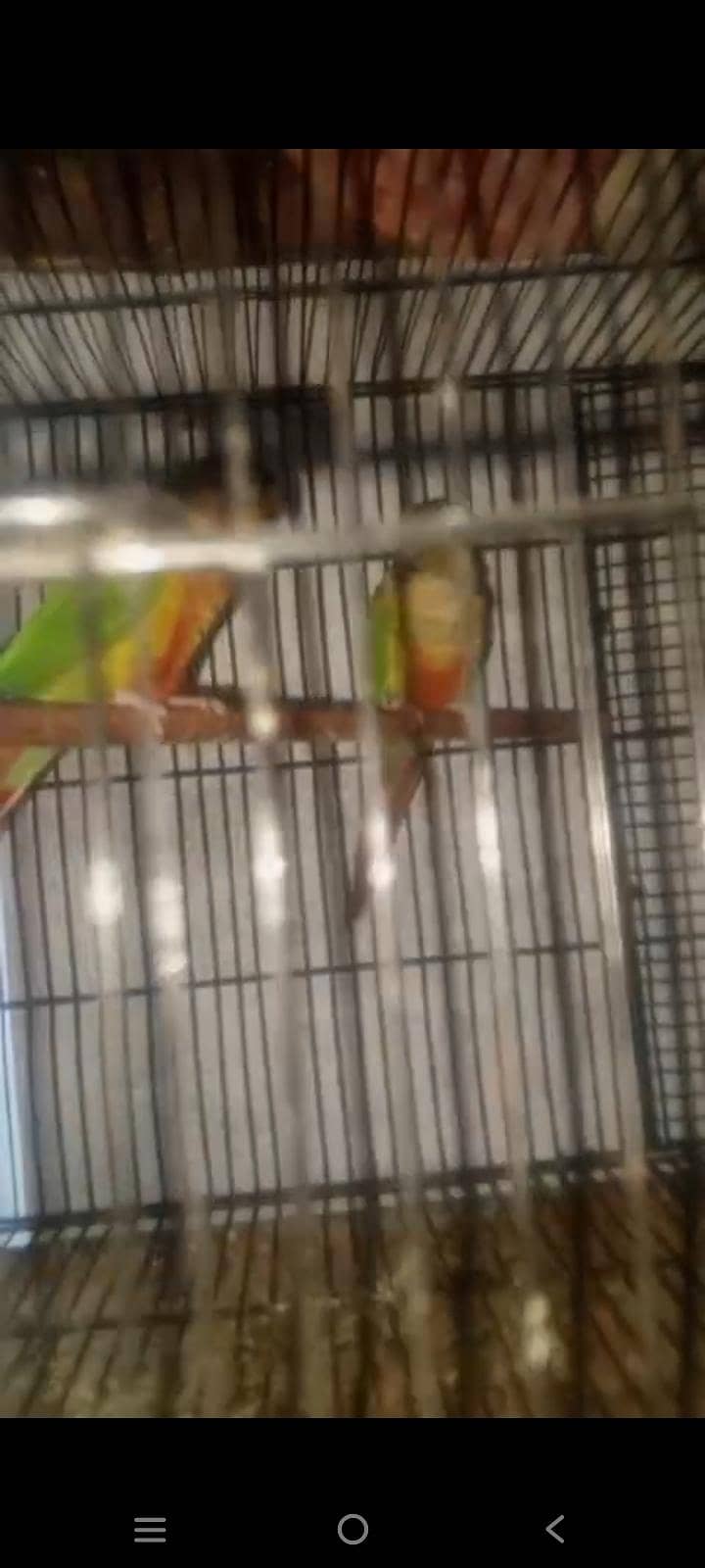 breed pair 1