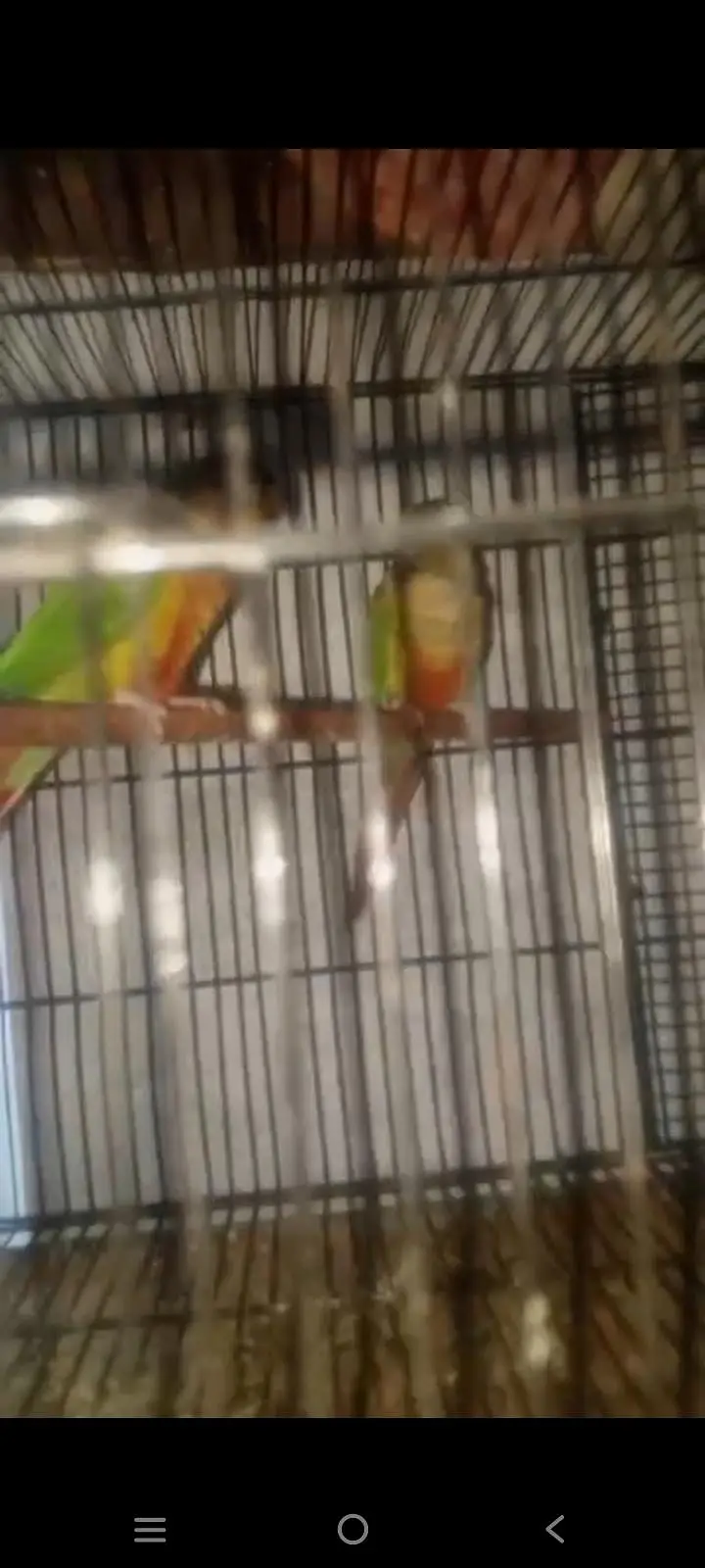 breed pair — photo 2