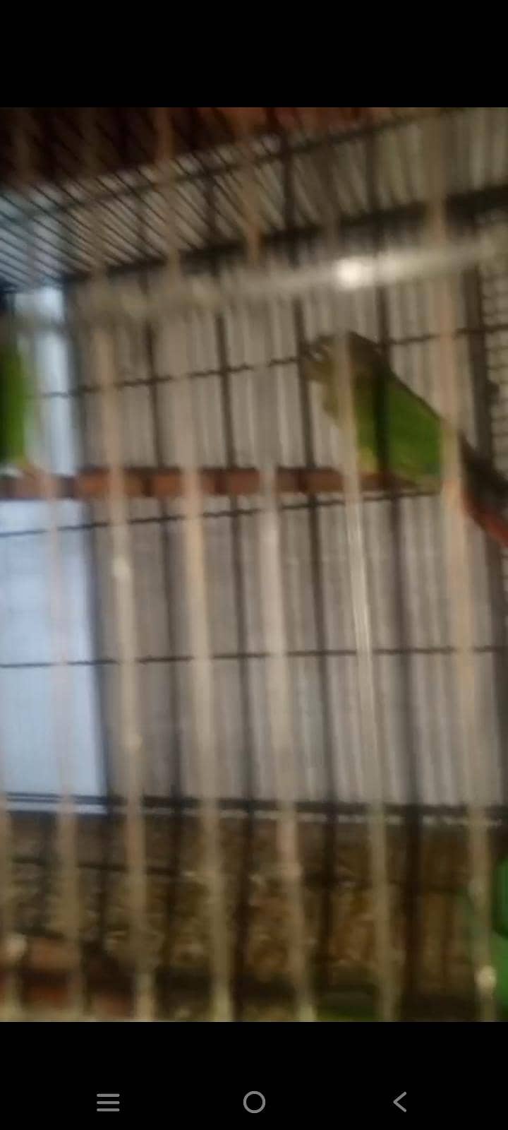 breed pair 2