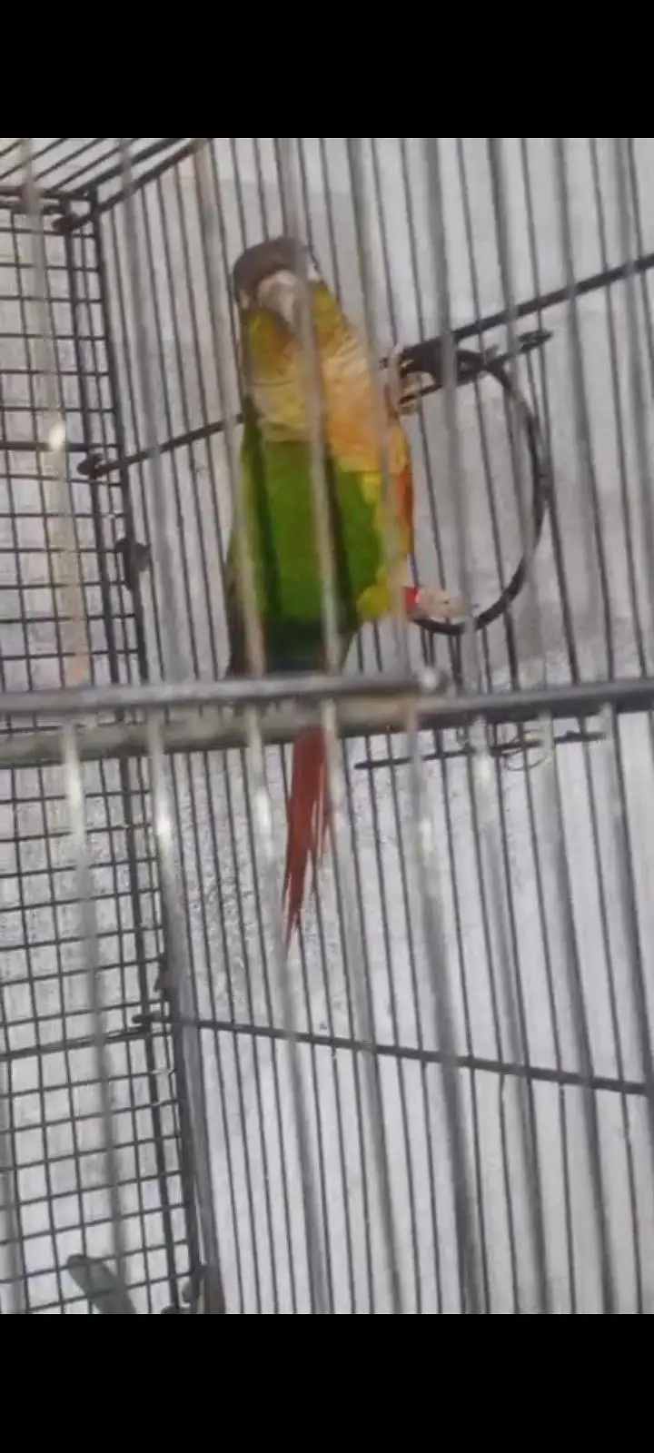 breed pair — photo 4