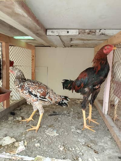 ASEEL PUNJAB BREED
