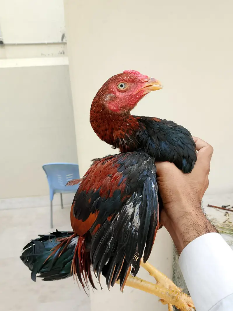 ASEEL PUNJAB BREED — photo 2
