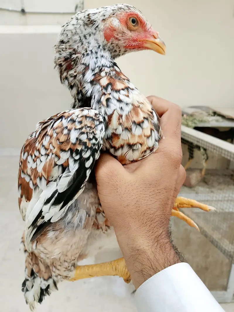 ASEEL PUNJAB BREED — photo 3