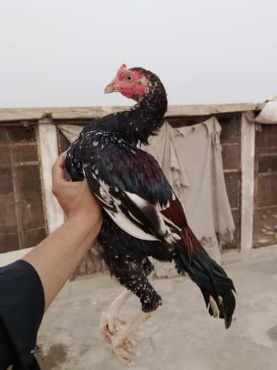 Aseel home breed or old blood line Madi Whatsapp no03435602841