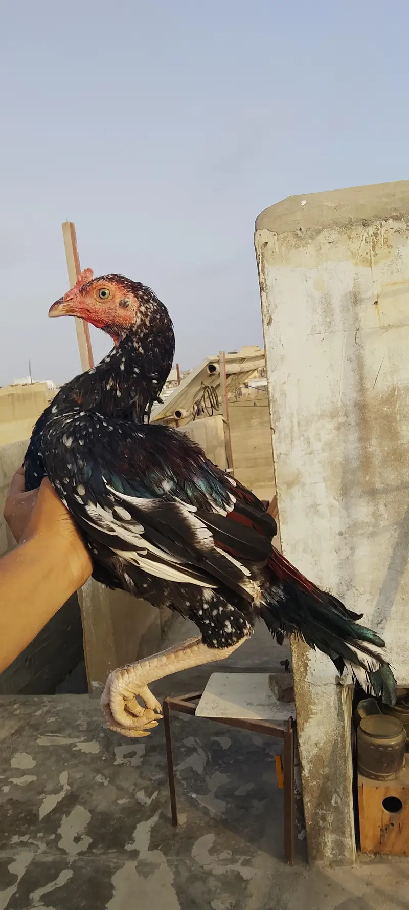 Aseel home breed or old blood line Madi Whatsapp no03435602841 — photo 2