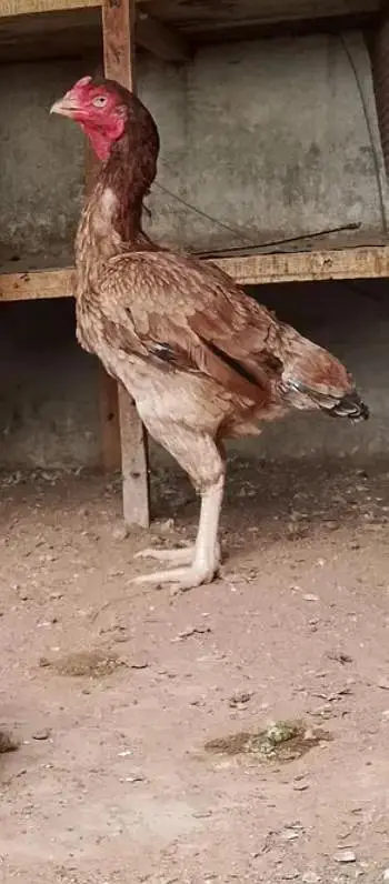 Aseel home breed or old blood line Madi Whatsapp no03435602841 — photo 3