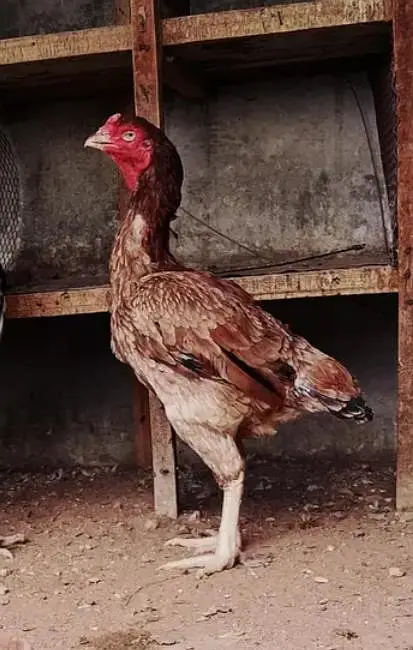 Aseel home breed or old blood line Madi Whatsapp no03435602841 — photo 4