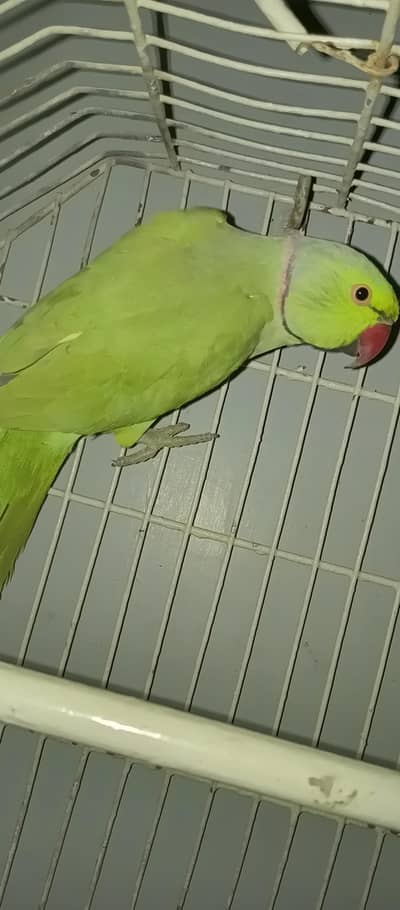 full jwaan male for sale
