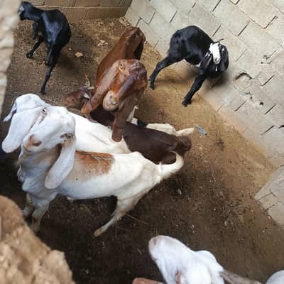Bakri for sell ha