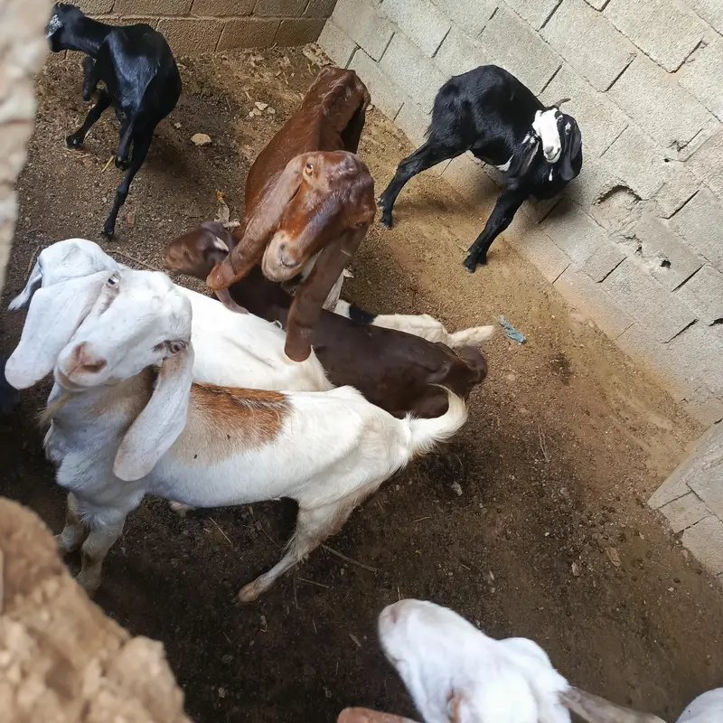 Bakri for sell ha