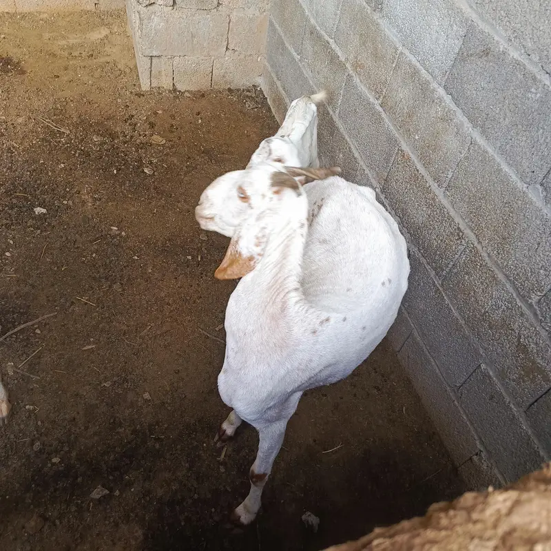 Bakri for sell ha — photo 2