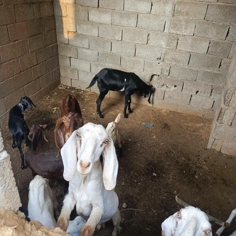 Bakri for sell ha — photo 3