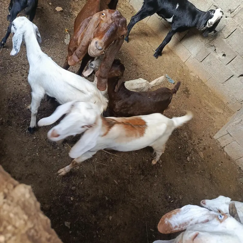 Bakri for sell ha — photo 5