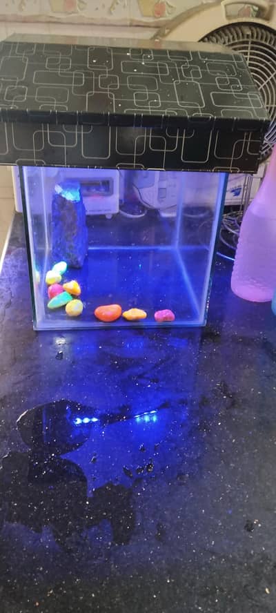 Beautiful Medium Fish Aquarium