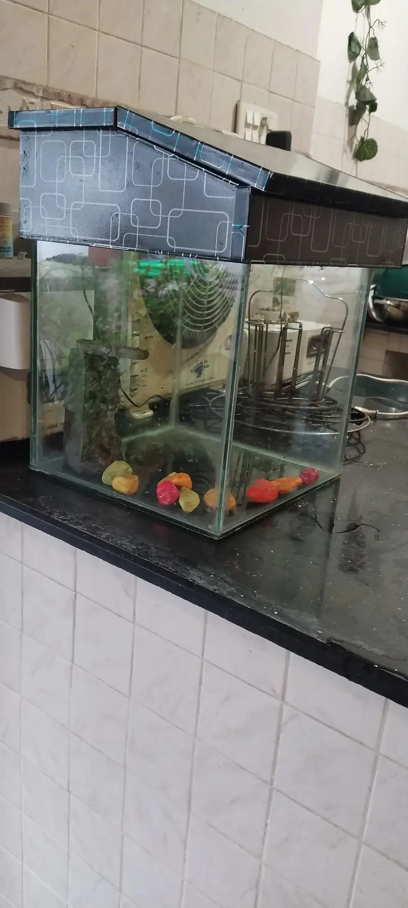 Beautiful Medium Fish Aquarium — photo 3