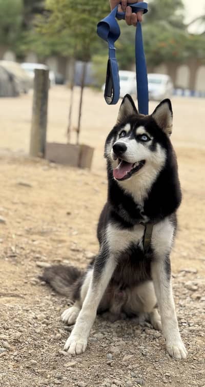 Siberian Husky Puppy | 7 months age | Male