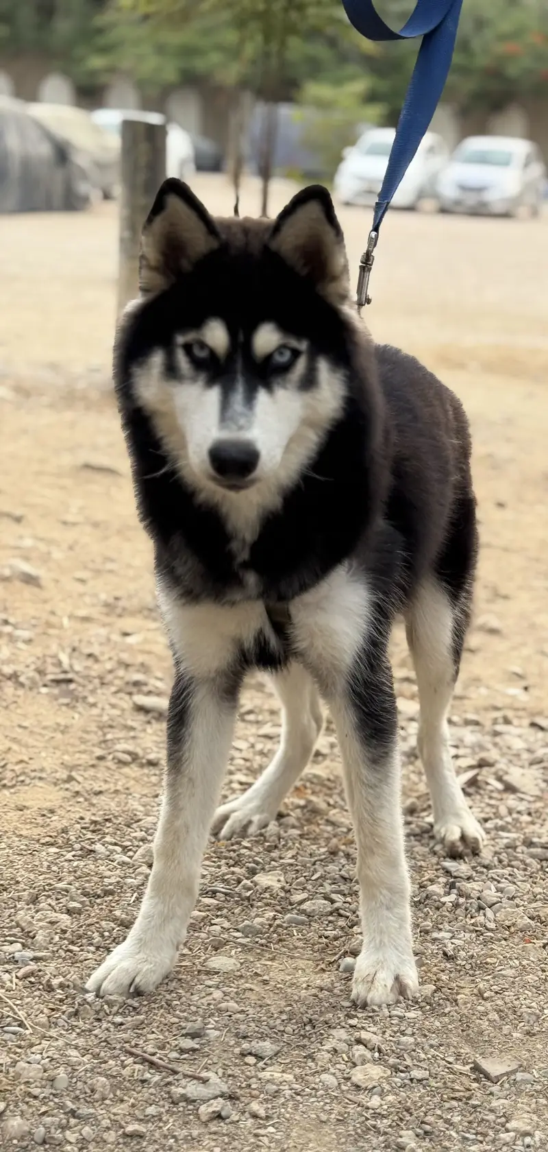Siberian Husky Puppy | 7 months age | Male — photo 5
