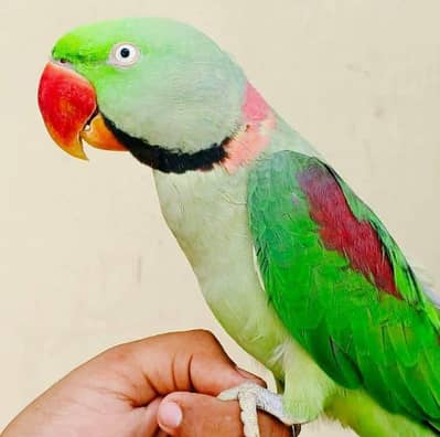 Raw kashmiri parrot
