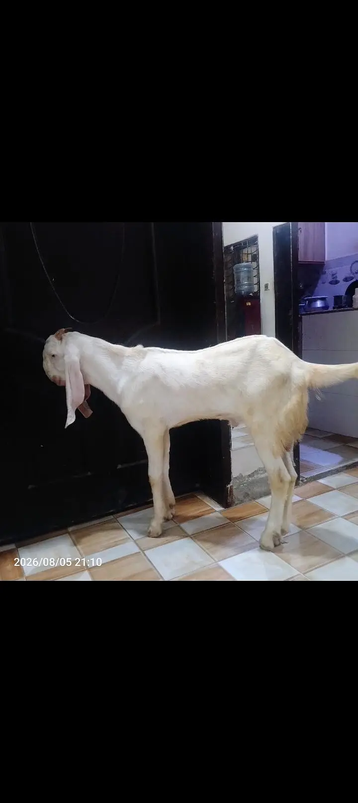 Pure Rajanpuri Bakra| Kheera bacha| Breader| fully Healthy| Active — photo 2