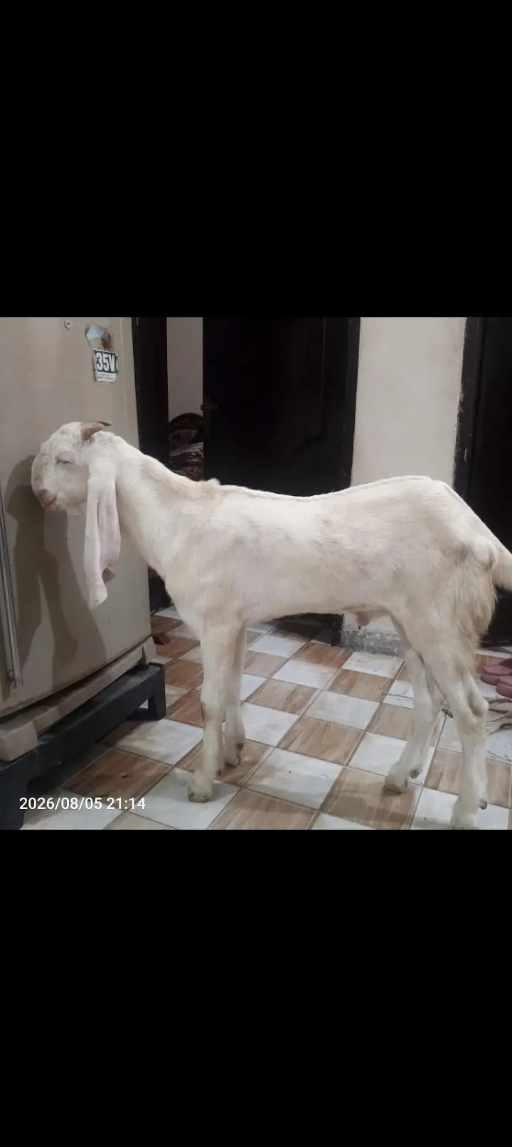 Pure Rajanpuri Bakra| Kheera bacha| Breader| fully Healthy| Active — photo 4