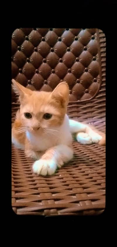 kitten for adoption