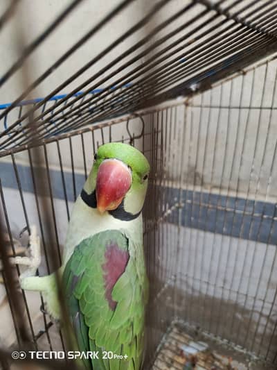 Raw parrot for sale in pattoki 35000 with cage