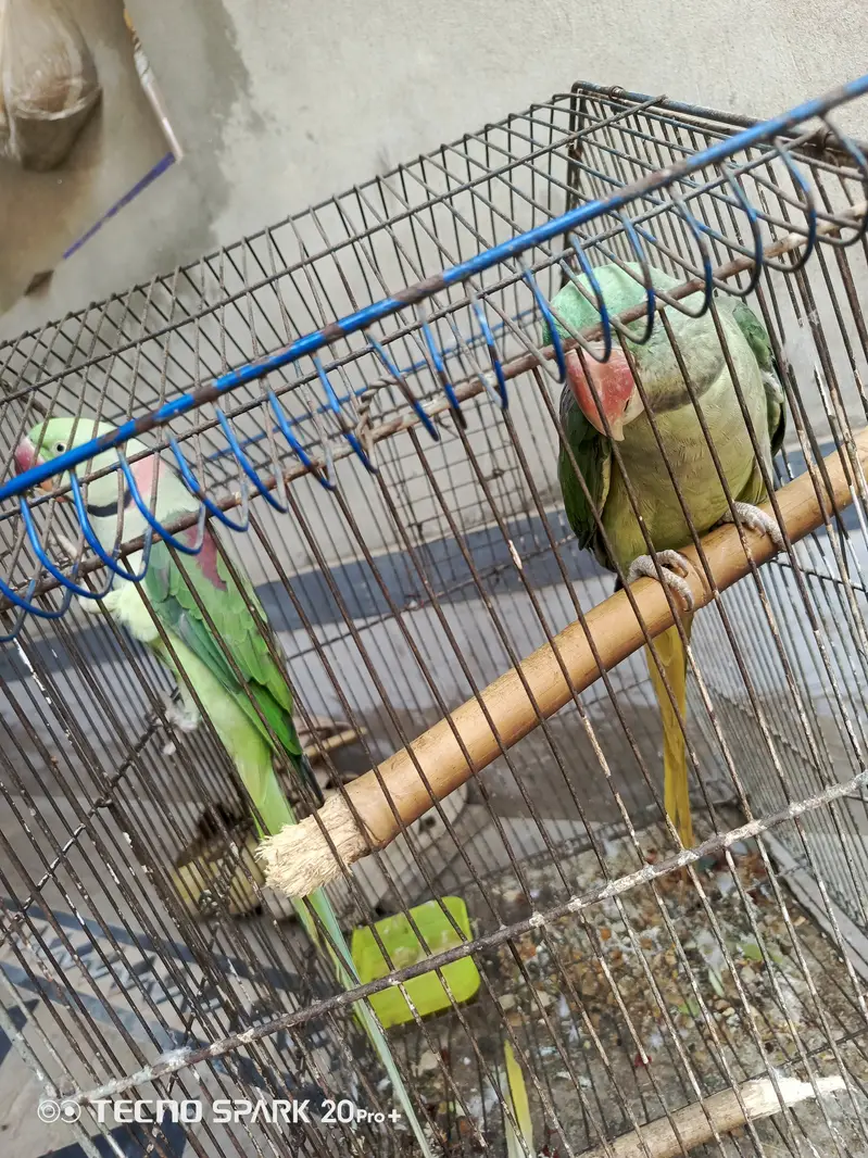Raw parrot for sale in pattoki 35000 with cage — photo 2