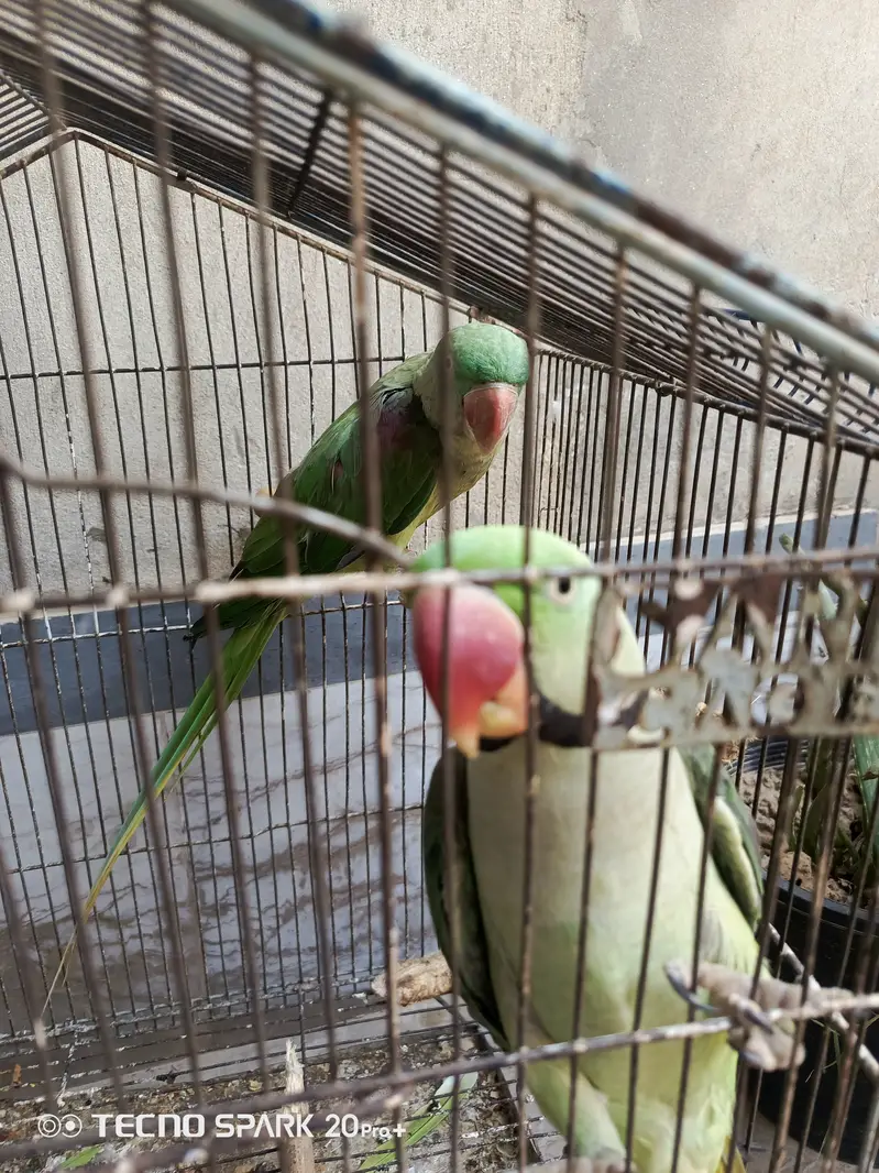 Raw parrot for sale in pattoki 35000 with cage — photo 4