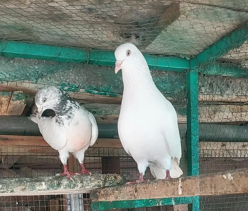 Sirf leny Walay hazrat rabta karein — photo 2