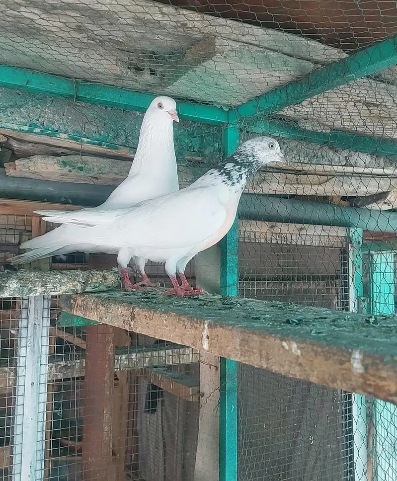 Sirf leny Walay hazrat rabta karein — photo 3