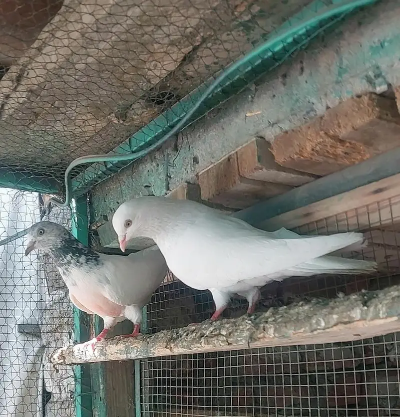Sirf leny Walay hazrat rabta karein — photo 4