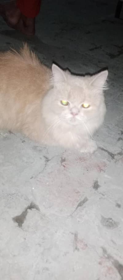 Persian male cat  beautiful nail tail eyes all ok
