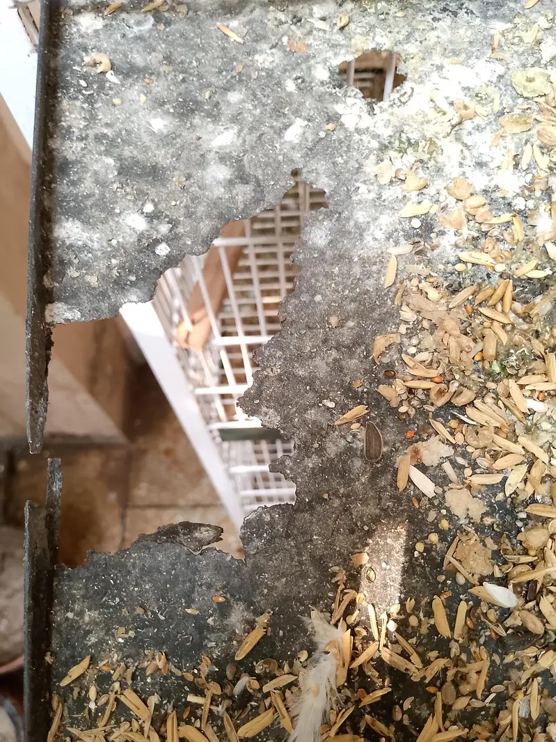 5 Portion Birds Cage — photo 4