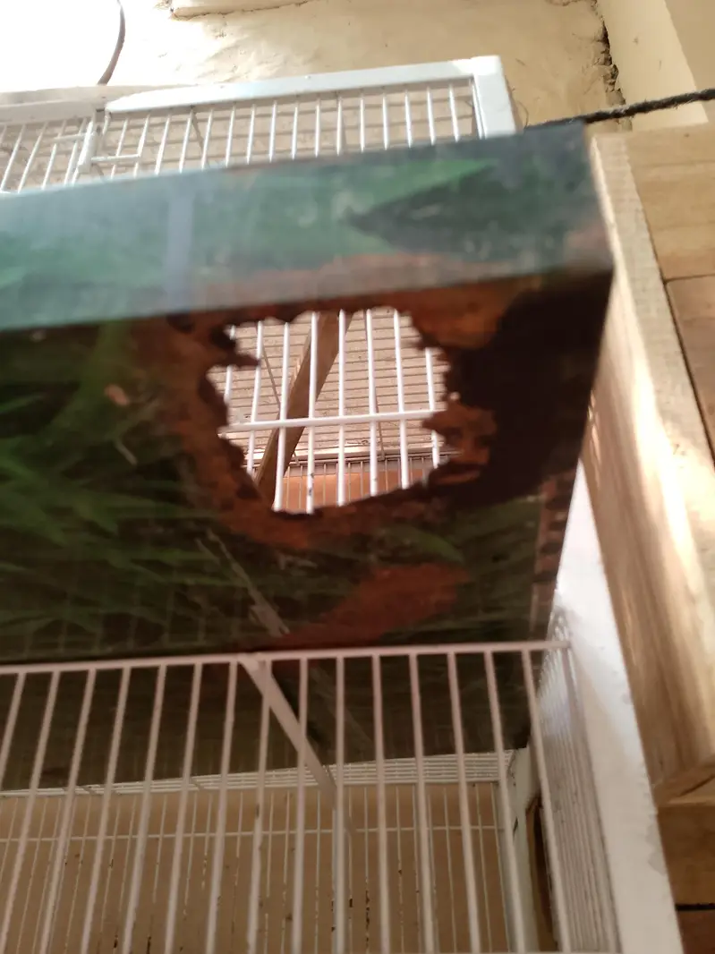 5 Portion Birds Cage — photo 5