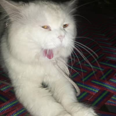 Persian cat for sale