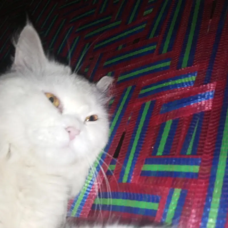 Persian cat for sale — photo 2